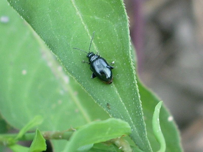 Altica sp. (Chrysomelidae)