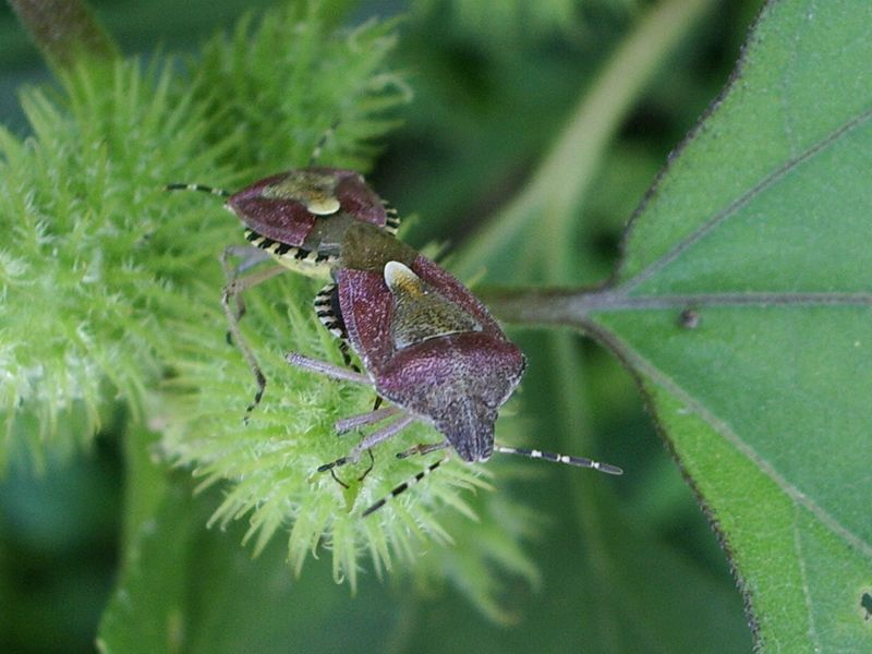 Pentatomidae