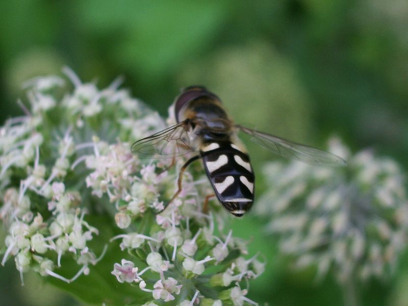 Scaeva pyrastri (Syrphidae)