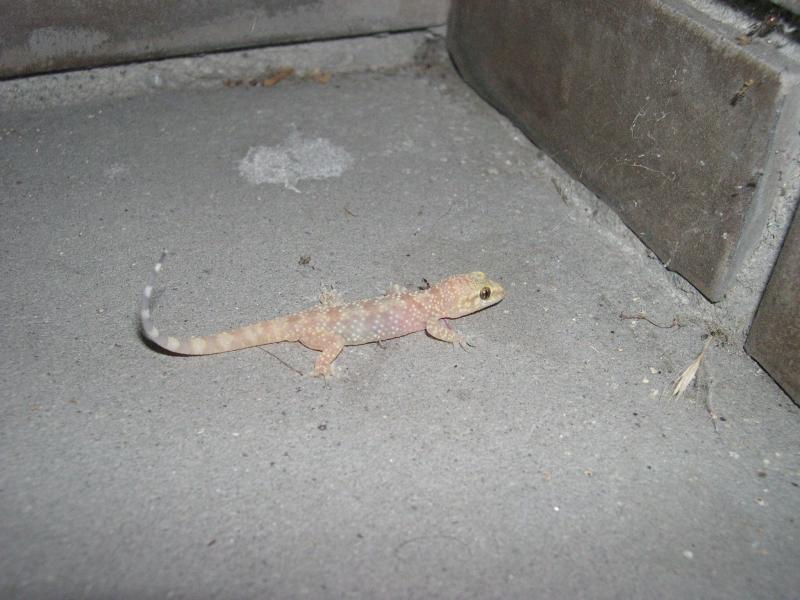 Geco Hemidactylus turcicus