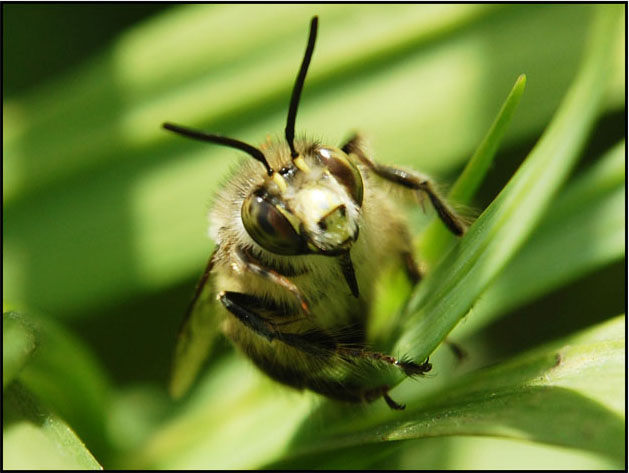 Anthophora plumipes ed altra apide.