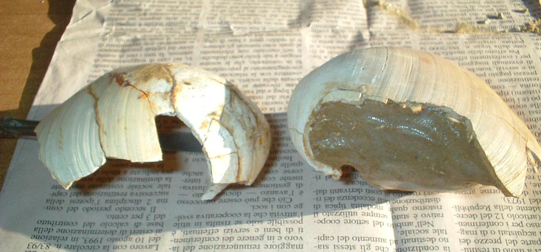 Pliocene: Glossus humanus