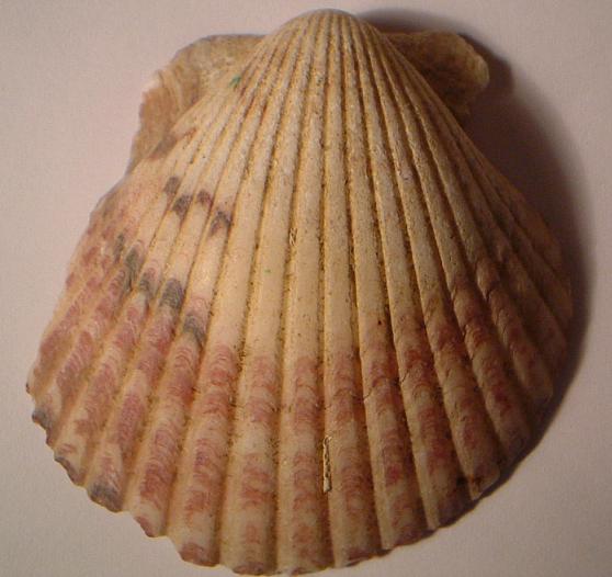 Bivalve inderminato