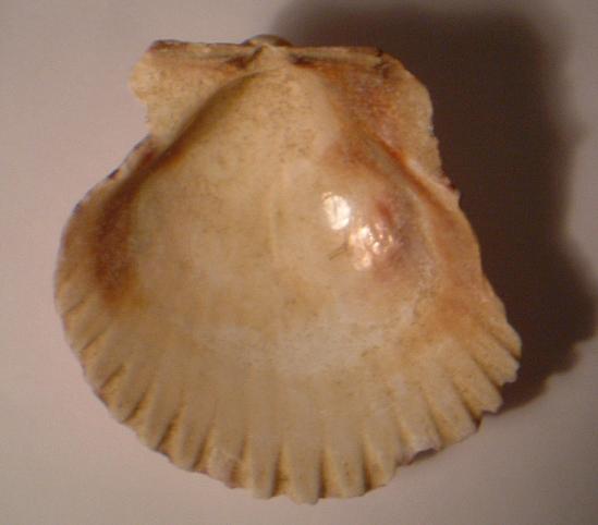 Bivalve inderminato