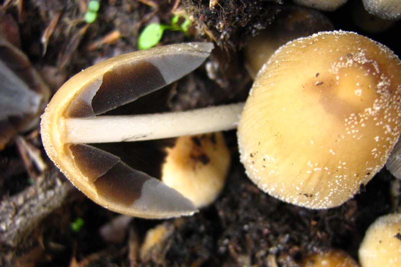 Coprinus?