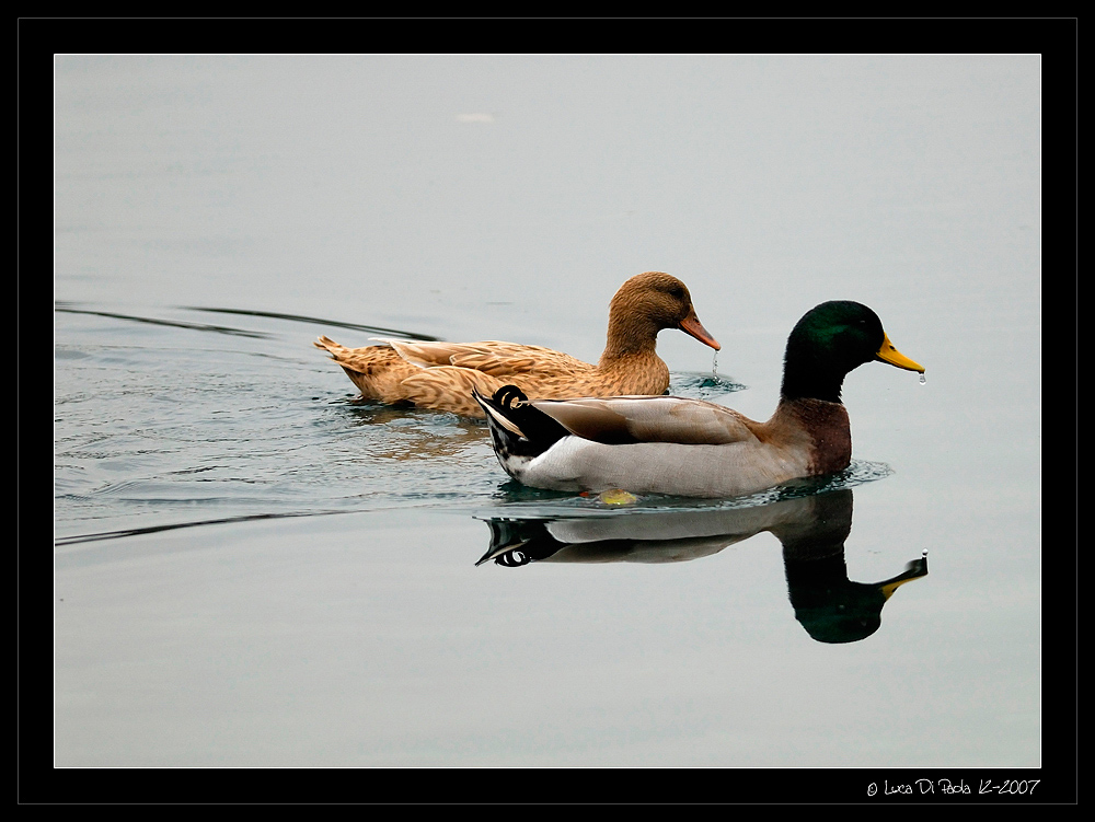 Avifauna humor