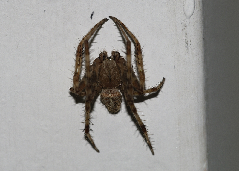 Araneus sp.