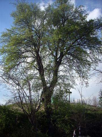 Crataegus monogyna/Biancospino comune