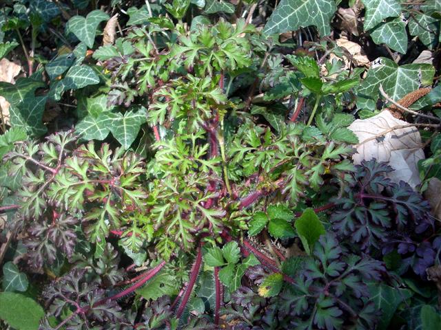 Geranium robertianum (solo foglie)