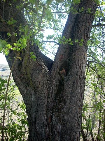 Crataegus monogyna/Biancospino comune