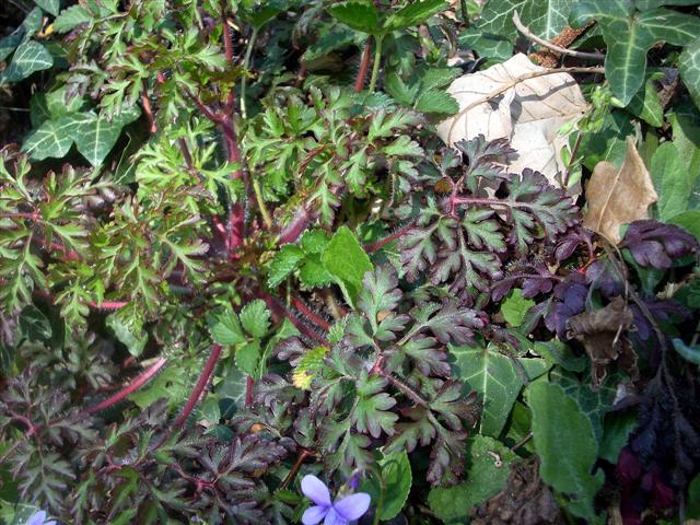 Geranium robertianum (solo foglie)