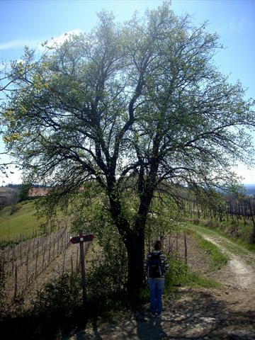 Crataegus monogyna/Biancospino comune