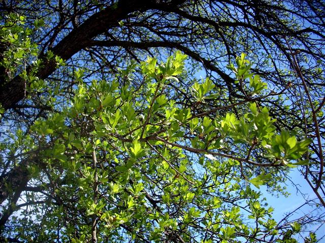 Crataegus monogyna/Biancospino comune