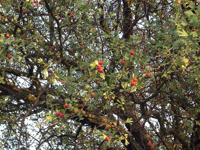 Crataegus monogyna/Biancospino comune