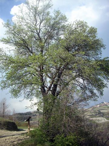 Crataegus monogyna/Biancospino comune