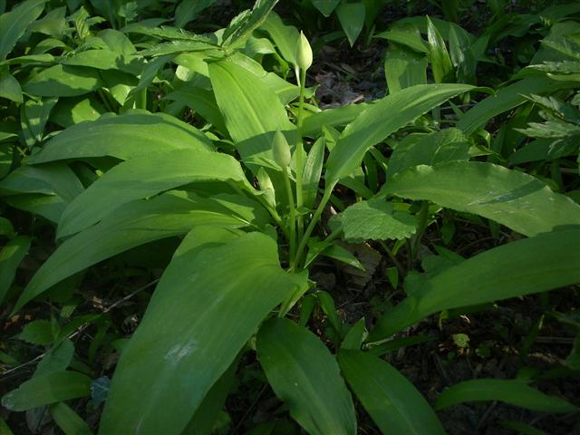 Allium ursinum / Aglio orsino