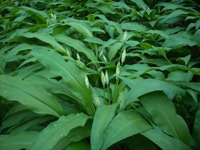 Allium ursinum / Aglio orsino