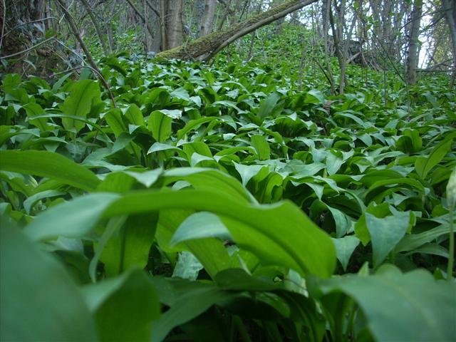 Allium ursinum / Aglio orsino