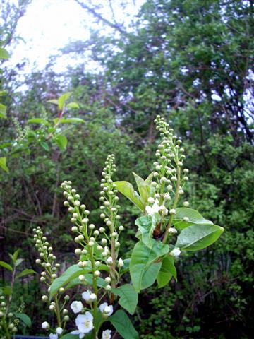 Prunus padus / Ciliegio a grappoli