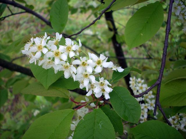 Prunus padus / Ciliegio a grappoli