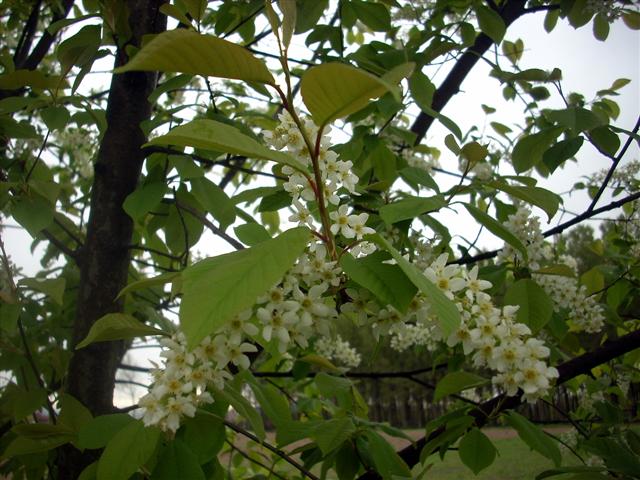 Prunus padus / Ciliegio a grappoli