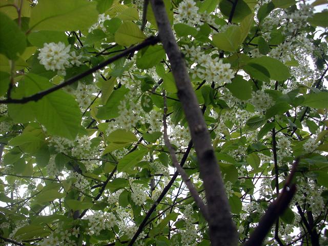 Prunus padus / Ciliegio a grappoli