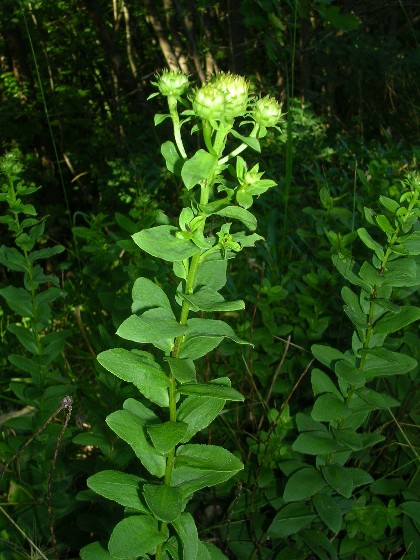 Pentanema spiraeifolium (=Inula spiraeifolia) / Enula uncinata