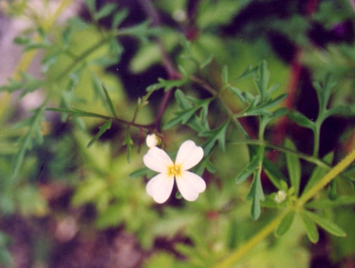 Fioriture magellensi  3