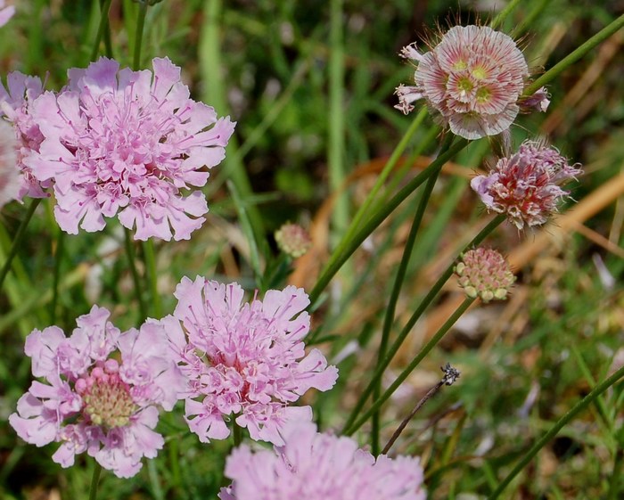 Fioriture magellensi  3