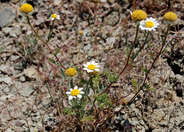 SISTEMI CALANCHIFERI E LA LORO FLORA