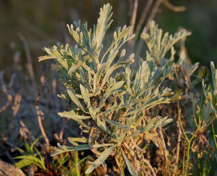 SISTEMI CALANCHIFERI E LA LORO FLORA