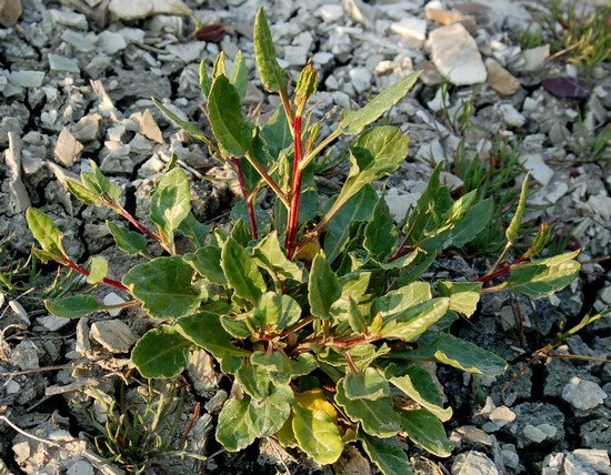 SISTEMI CALANCHIFERI E LA LORO FLORA