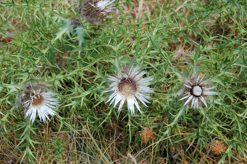 Carlina vulgaris / Carlina comune