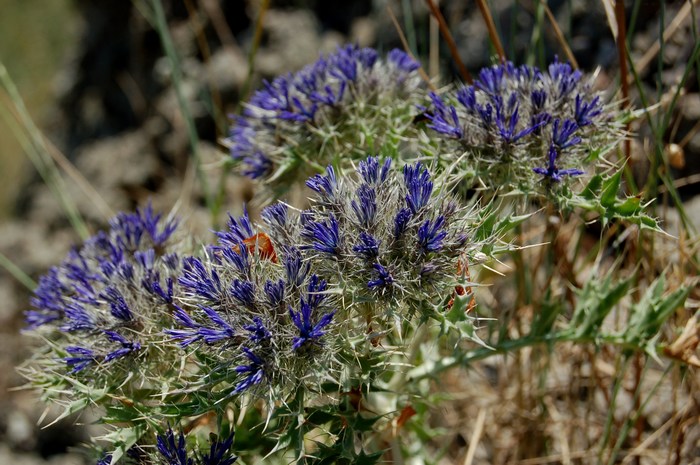 SISTEMI CALANCHIFERI E LA LORO FLORA