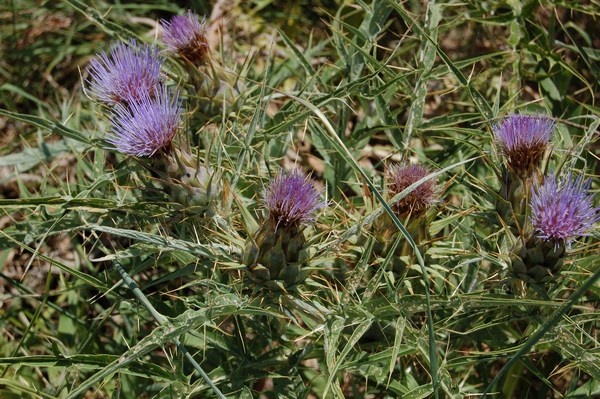 SISTEMI CALANCHIFERI E LA LORO FLORA