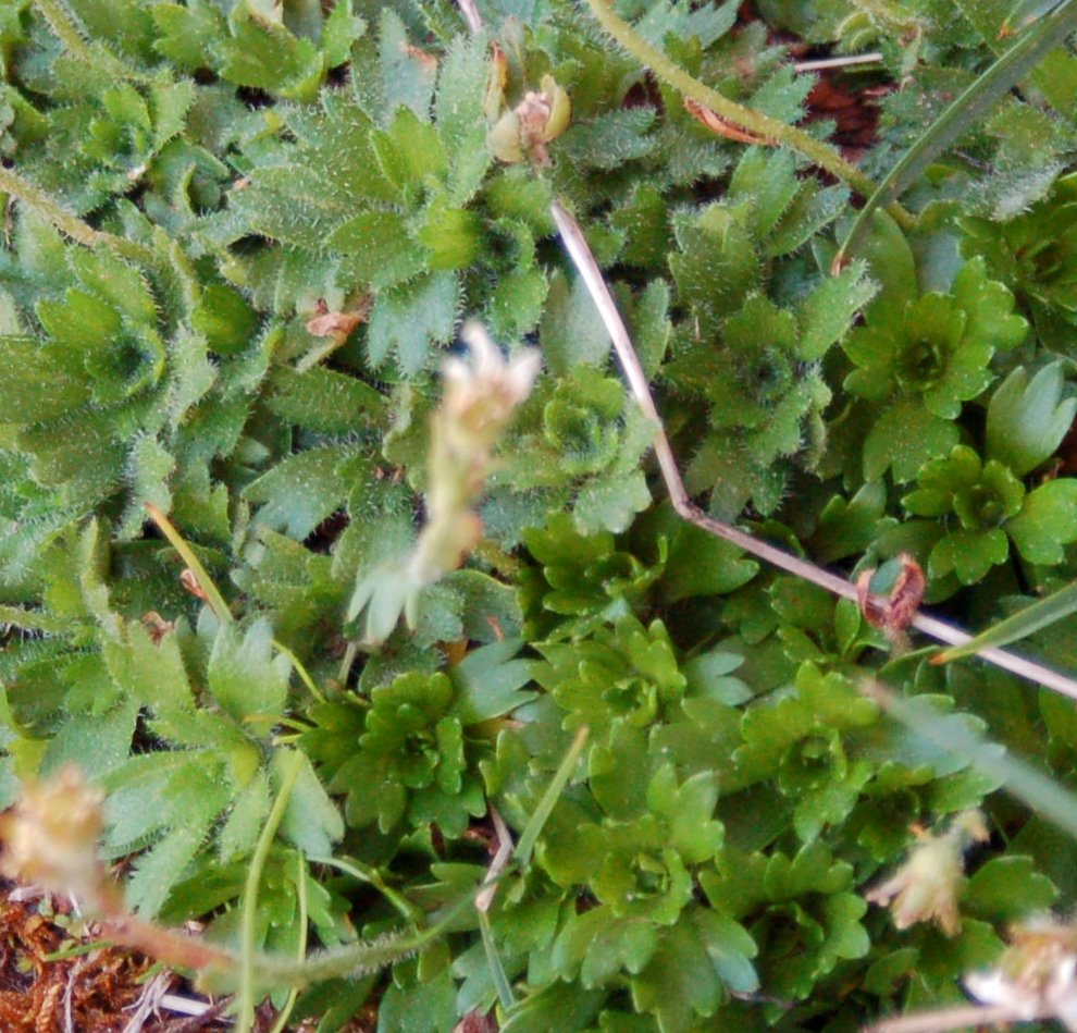 Saxifraga exarata subsp. ampullacea /  Sassifraga del Gran Sasso