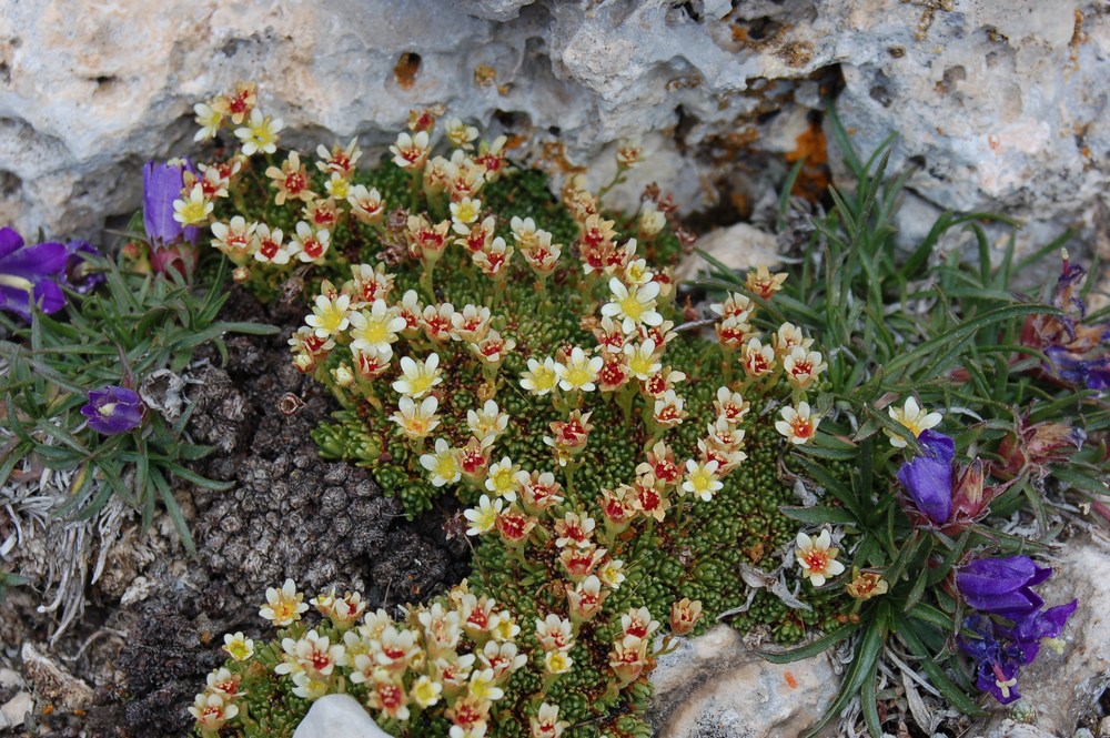 Saxifraga exarata subsp. ampullacea /  Sassifraga del Gran Sasso