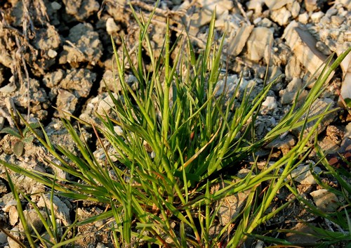 SISTEMI CALANCHIFERI E LA LORO FLORA