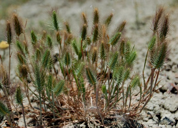 SISTEMI CALANCHIFERI E LA LORO FLORA