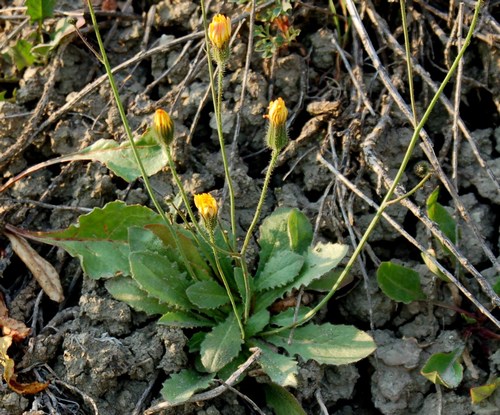 SISTEMI CALANCHIFERI E LA LORO FLORA