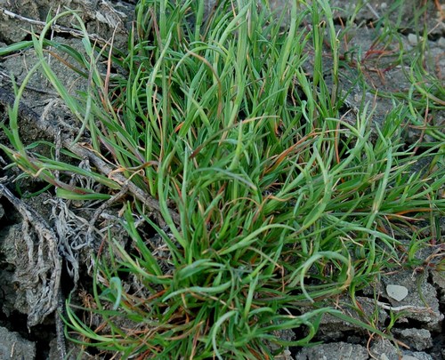 SISTEMI CALANCHIFERI E LA LORO FLORA