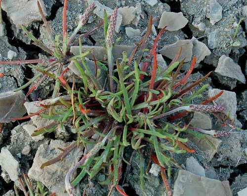 SISTEMI CALANCHIFERI E LA LORO FLORA