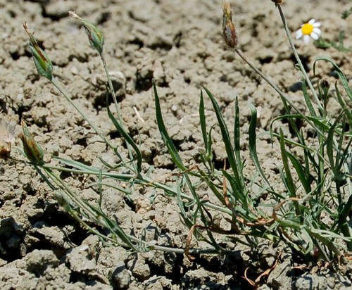 SISTEMI CALANCHIFERI E LA LORO FLORA