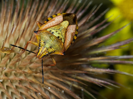 Quattro cimici (Carpocoris e Dolycoris)