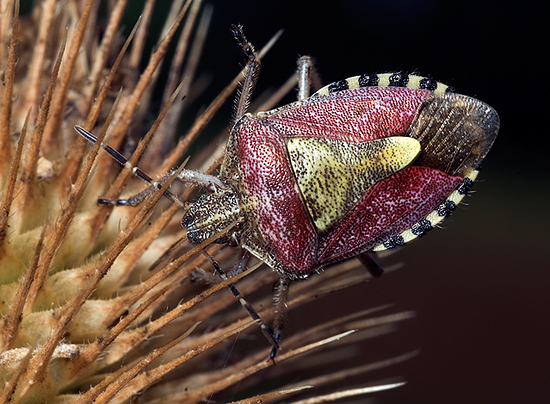 Quattro cimici (Carpocoris e Dolycoris)