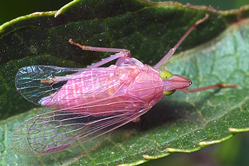 Dictyophara europaea (forma rosa).