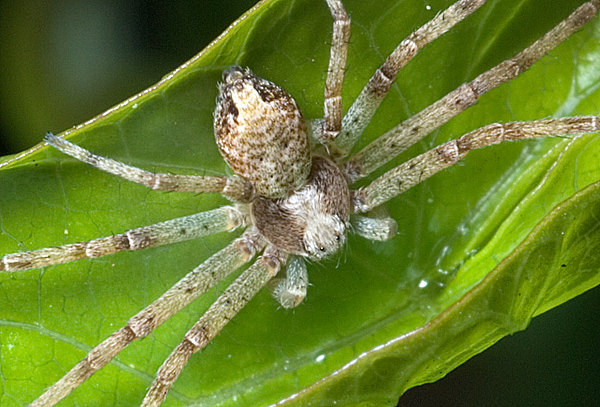 Philodromus in posa.