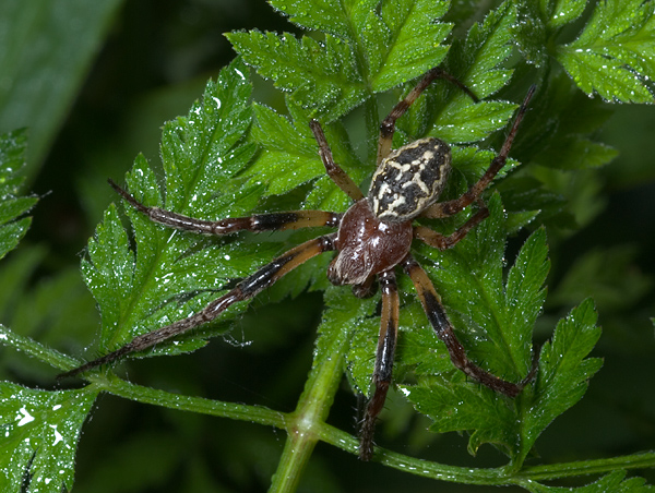 Larinioides sp.