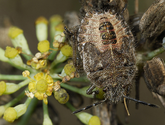 Cimice dorata. Dolycoris baccarum