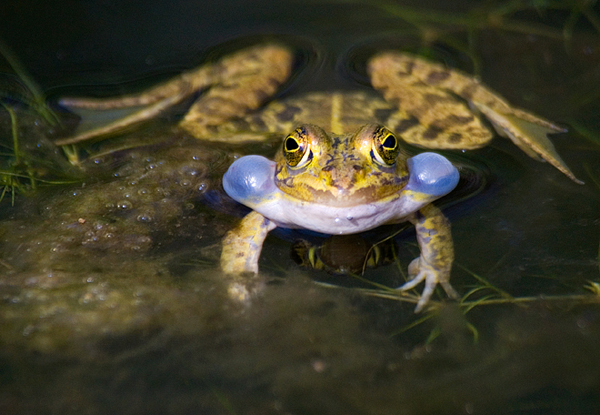 Uova di anfibio - Pelophylax sp.